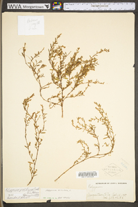 Polygonum ramosissimum image