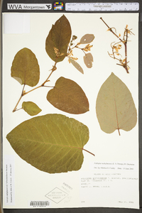 Polygonum sachalinense image