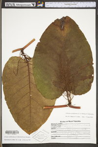 Polygonum sachalinense image