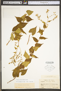 Fallopia cilinodis image