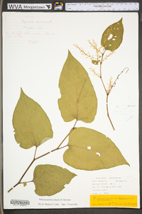 Reynoutria japonica image