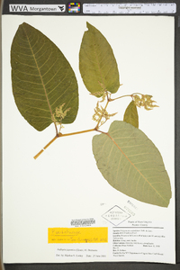 Reynoutria japonica image