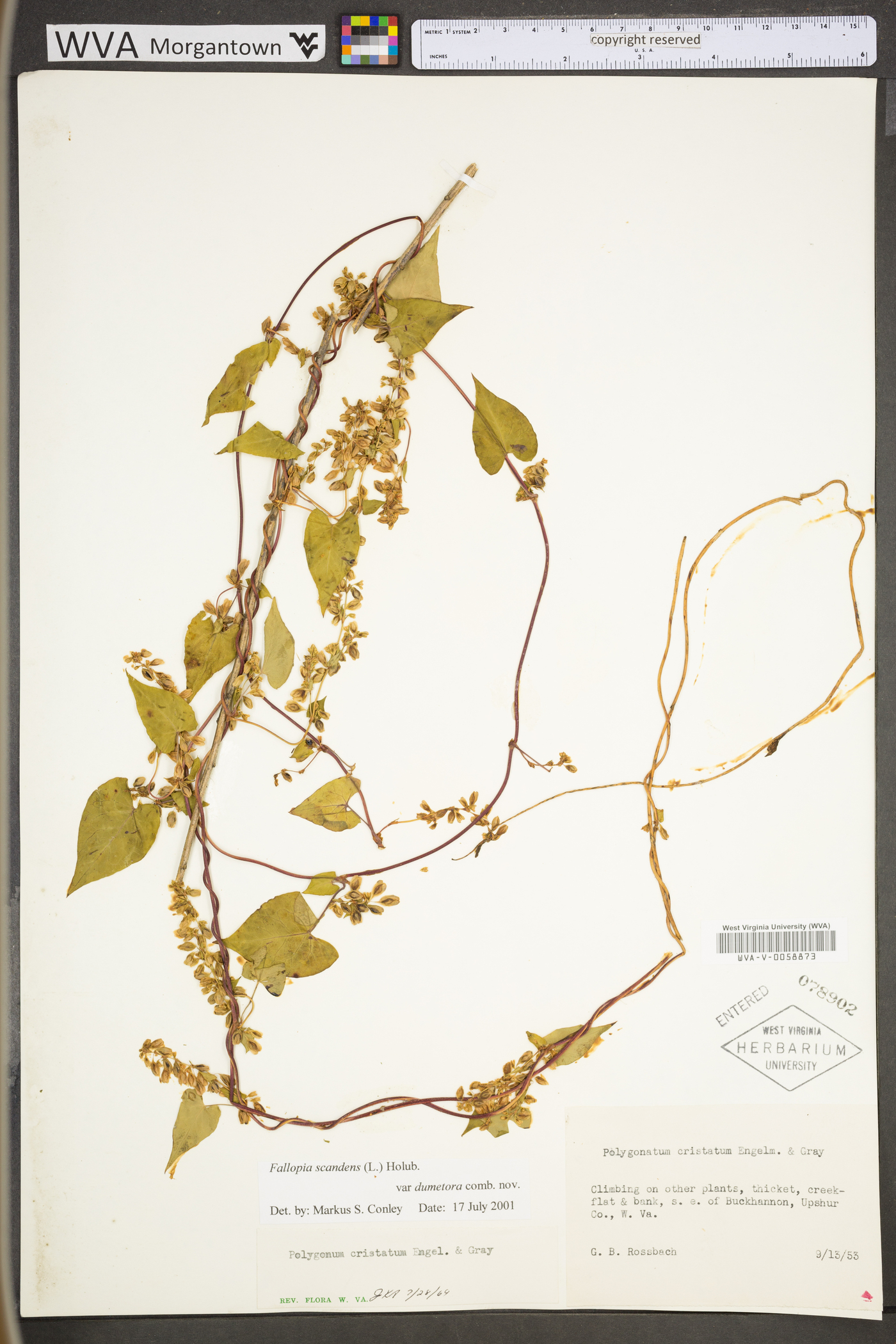 Fallopia dumetorum image