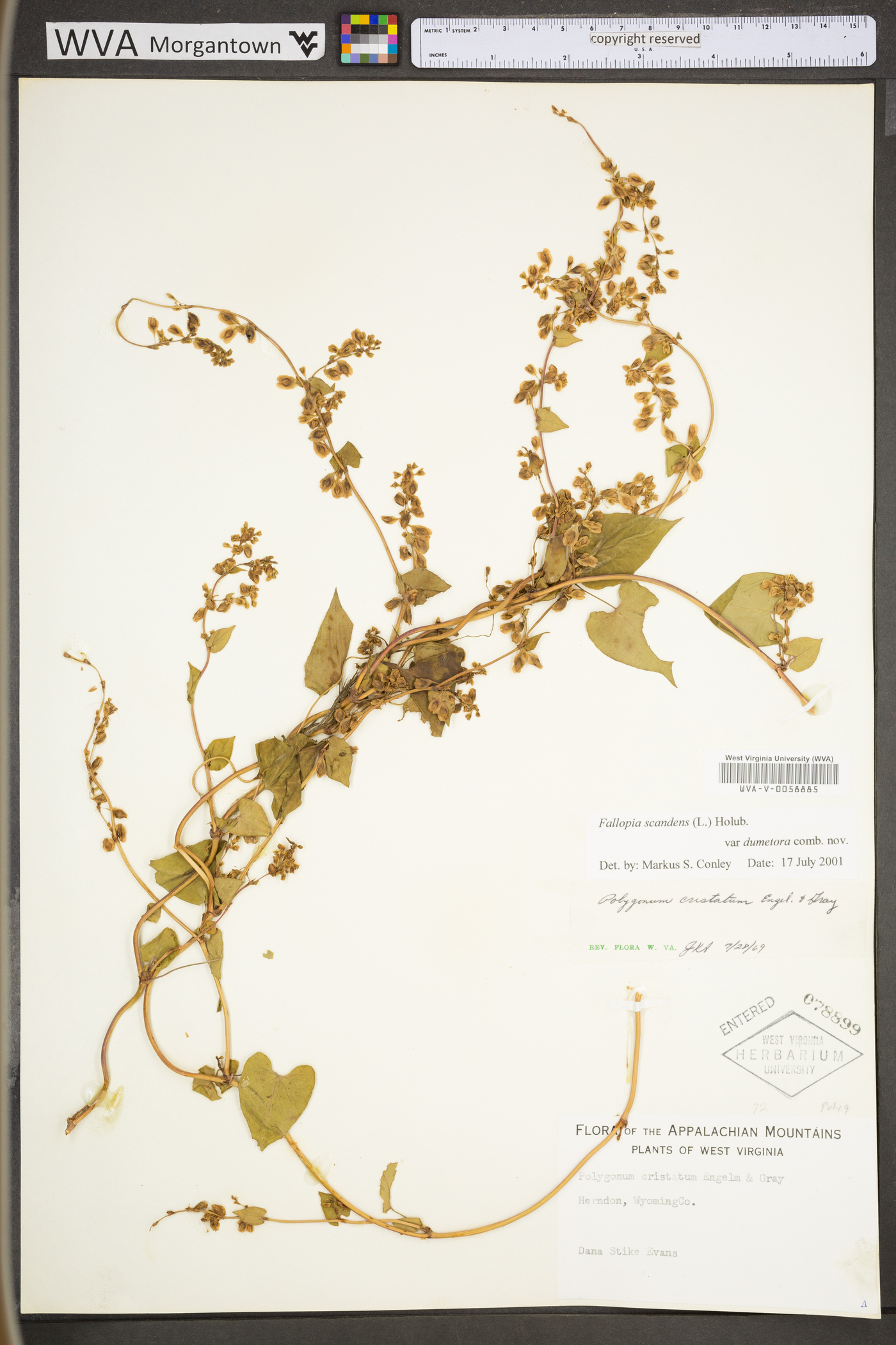 Fallopia dumetorum image