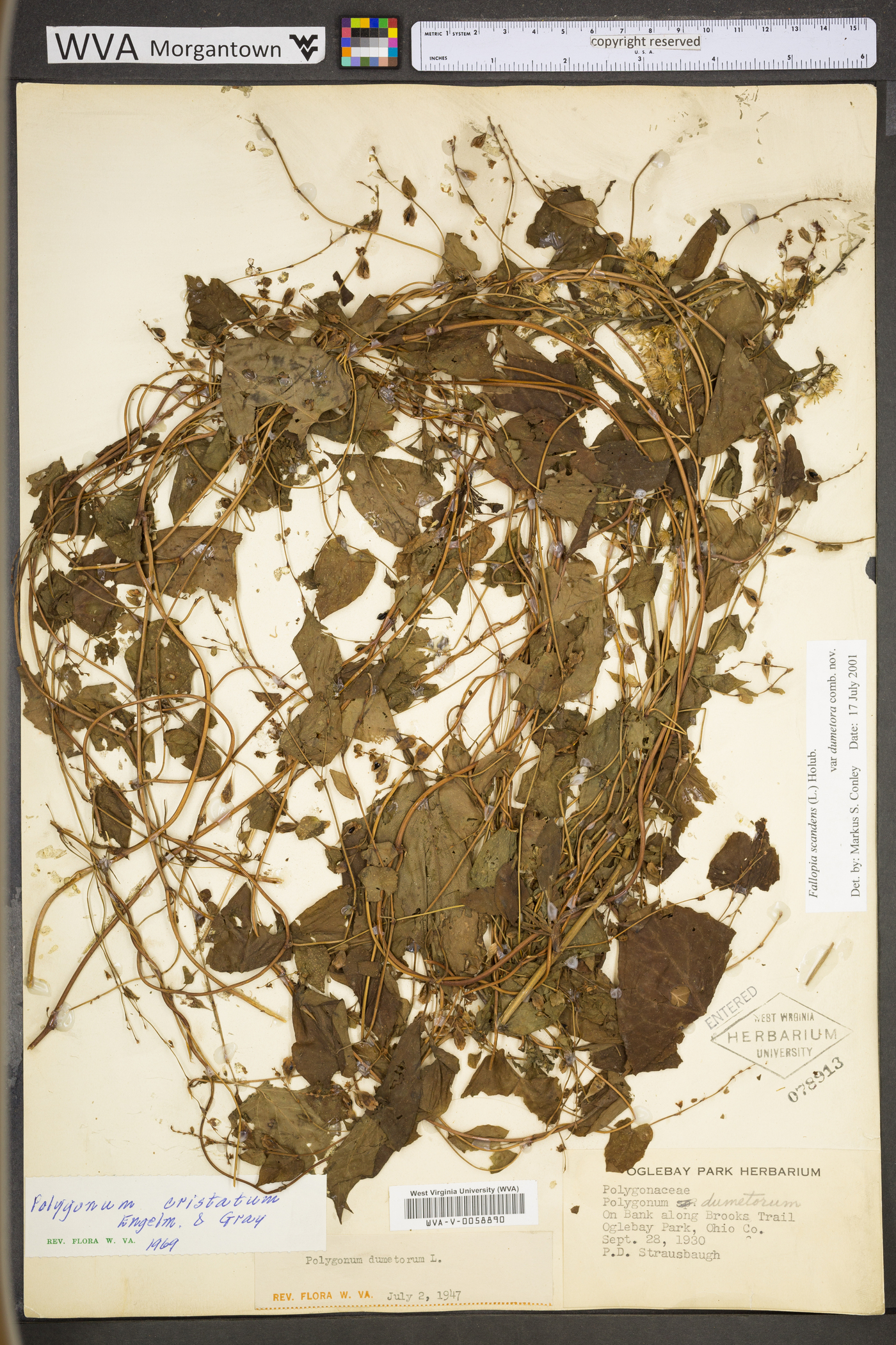 Fallopia dumetorum image