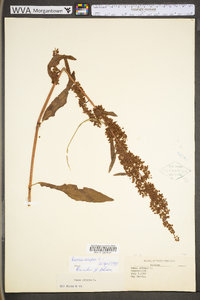 Rumex altissimus image