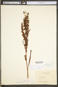 Rumex altissimus image