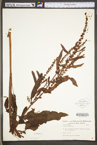 Rumex crispus subsp. crispus image