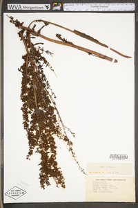 Rumex crispus subsp. crispus image