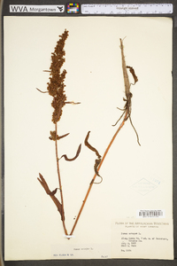 Rumex crispus subsp. crispus image