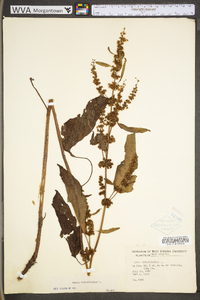 Rumex obtusifolius image