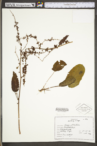 Rumex obtusifolius image