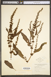 Rumex obtusifolius image