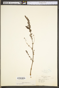 Rumex obtusifolius image