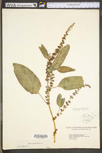 Rumex obtusifolius image