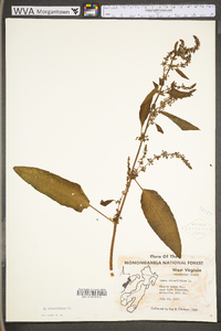 Rumex obtusifolius image