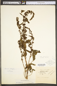 Rumex obtusifolius image