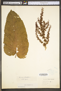 Rumex obtusifolius image