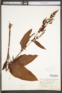 Rumex obtusifolius image