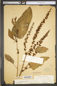 Rumex obtusifolius image