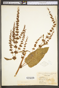 Rumex obtusifolius image