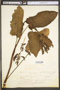 Rumex obtusifolius image