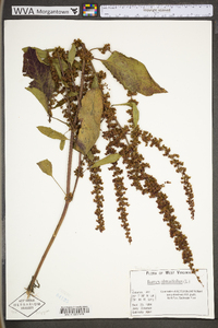 Rumex obtusifolius image