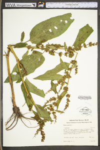 Rumex obtusifolius image