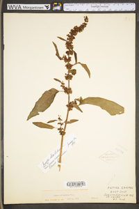 Rumex obtusifolius image