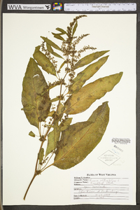 Rumex obtusifolius image