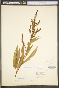 Rumex mexicanus image