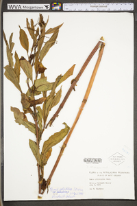 Rumex altissimus image