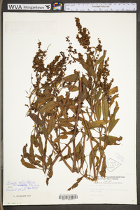 Rumex altissimus image