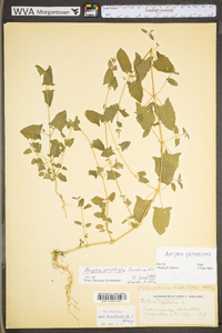 Atriplex prostrata image