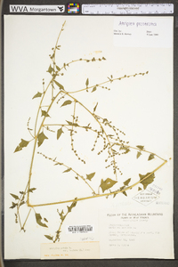 Atriplex prostrata image