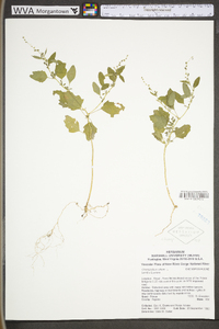 Chenopodium album var. album image