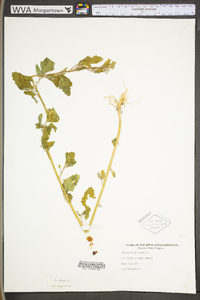 Chenopodium album var. album image