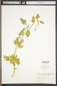 Chenopodium album var. album image