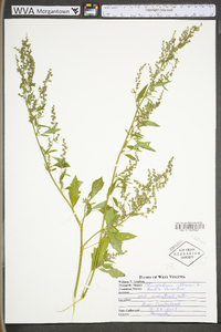 Chenopodium album var. album image