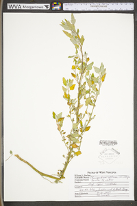 Chenopodium album var. album image