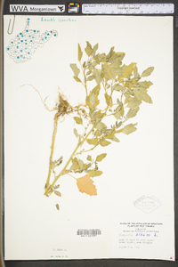 Chenopodium album var. album image