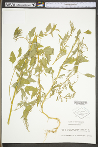 Chenopodium album var. album image