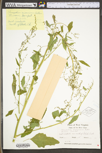 Chenopodium album var. missouriense image