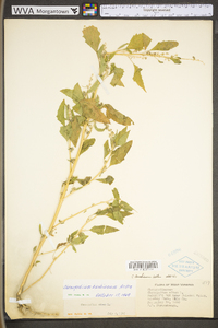 Chenopodium berlandieri image