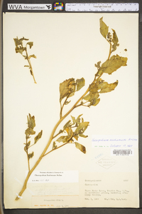 Chenopodium berlandieri var. bushianum image