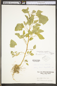 Chenopodium album var. album image