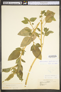 Amaranthus hybridus image