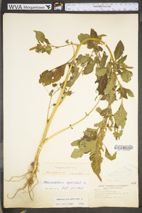 Amaranthus hybridus image