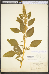 Amaranthus hybridus image