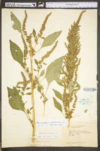 Amaranthus hybridus image